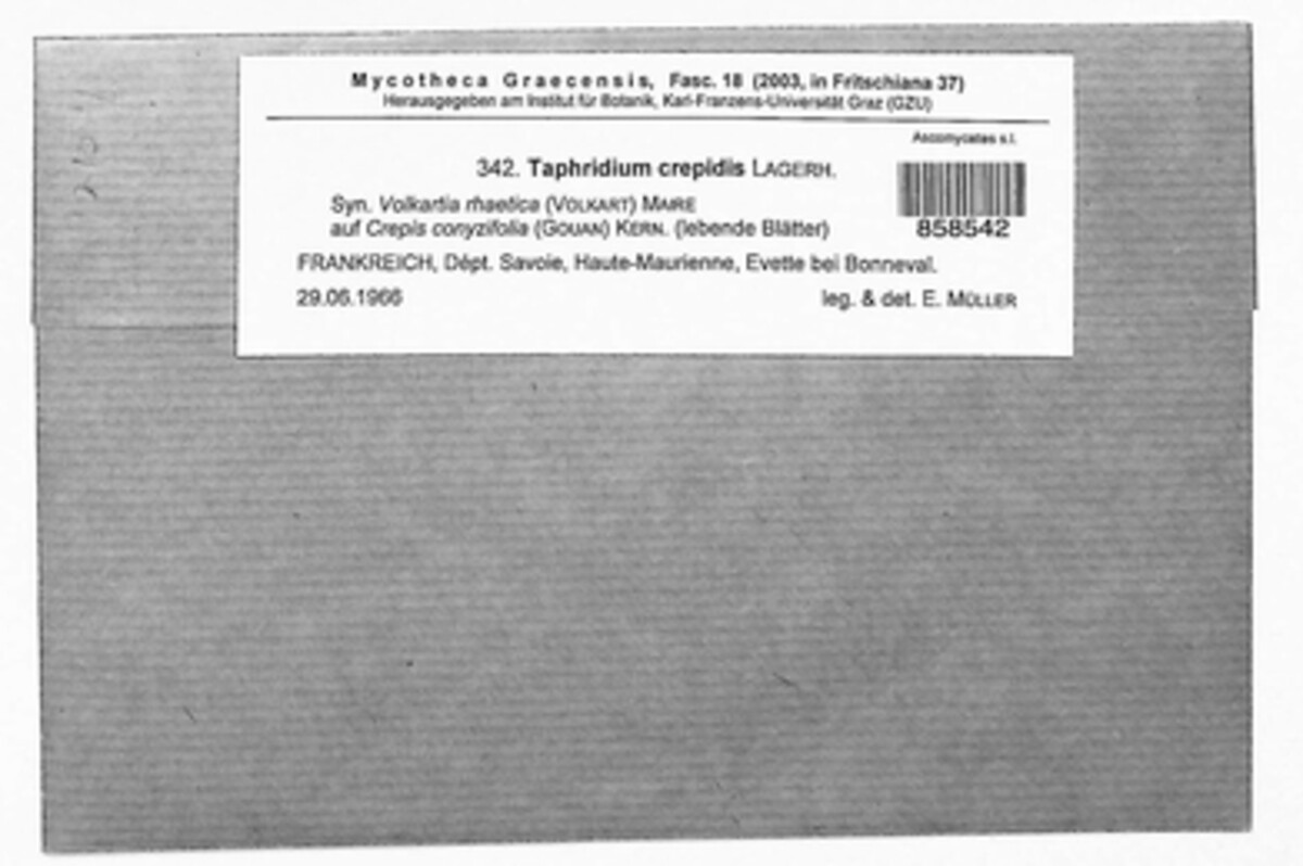 Taphridium crepidis image